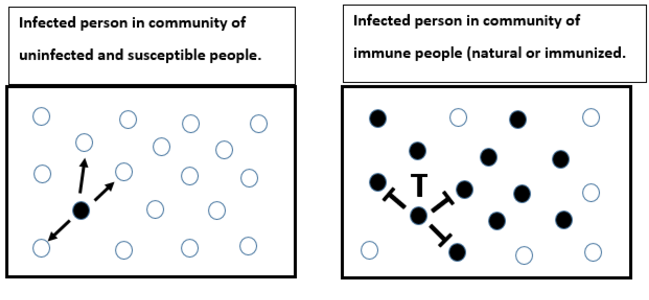 Chart showing how covid 19 spreads in communities with and without herd immunity.