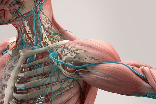 Managing Brachial Plexus Injuries for Adult & Pediatric Patients | MUSC ...